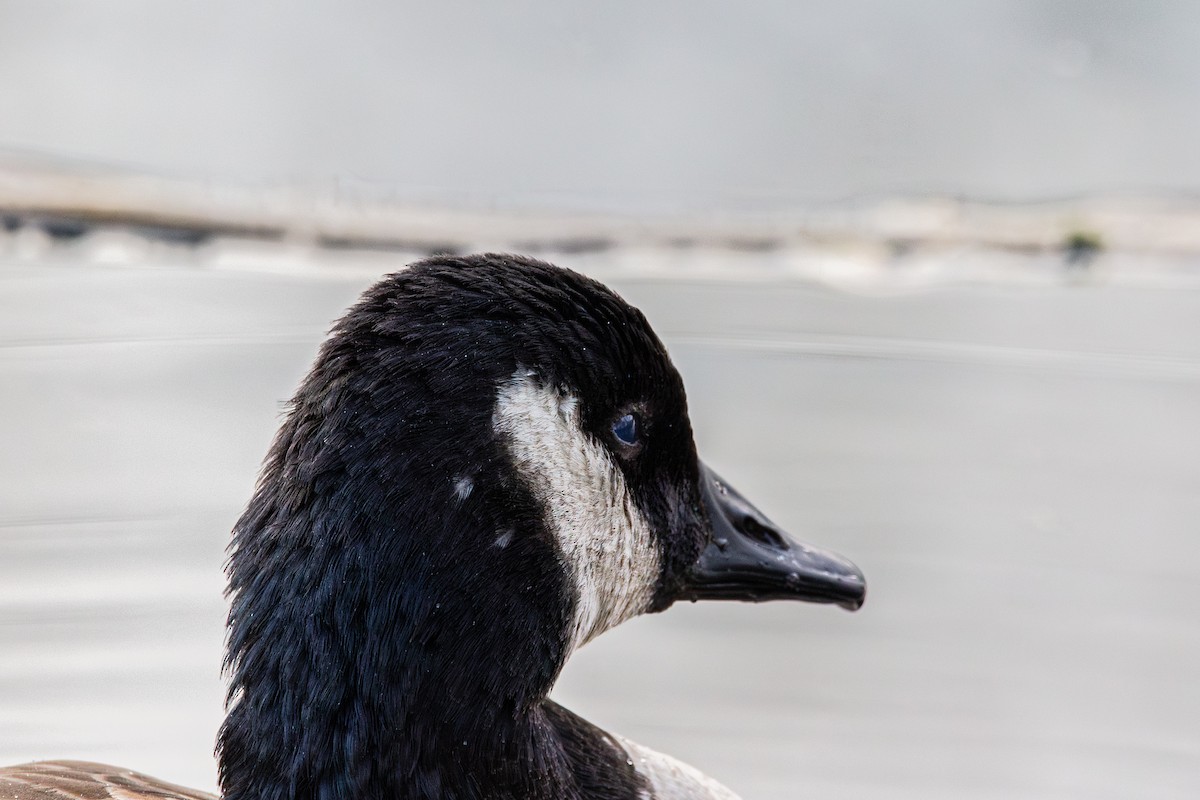 Bernache du Canada - ML644975775