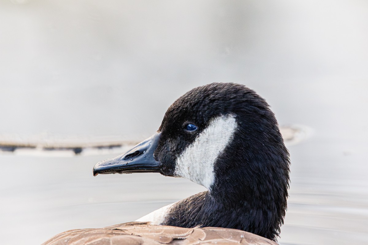 Bernache du Canada - ML644975776