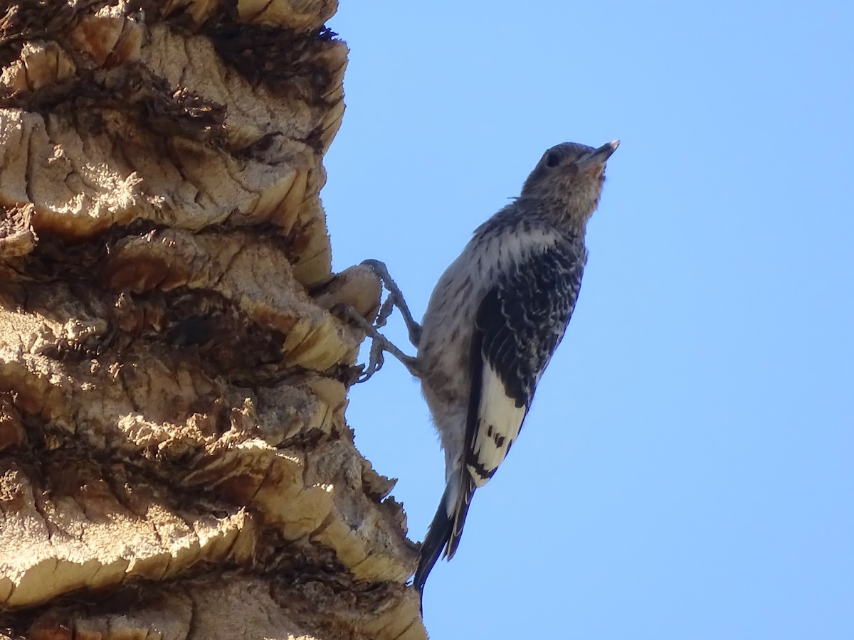 datel červenohlavý - ML644975781