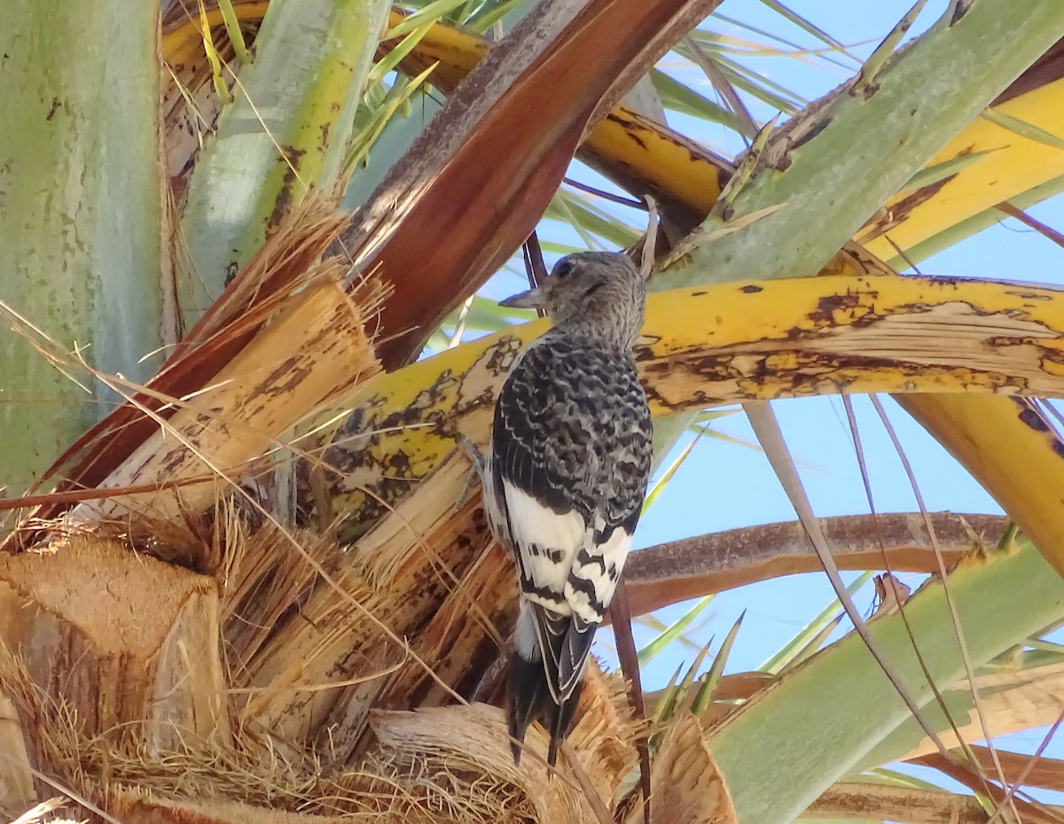 datel červenohlavý - ML644975783