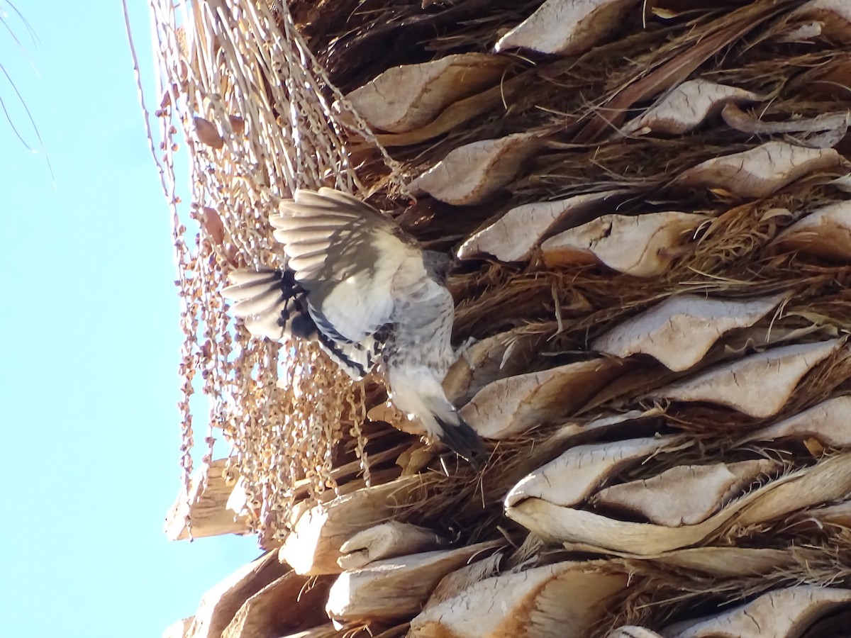 datel červenohlavý - ML644975784