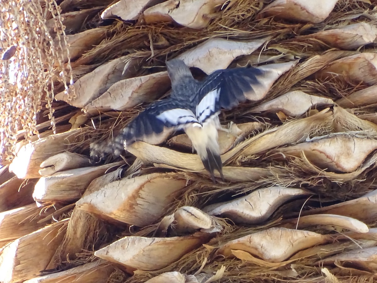 datel červenohlavý - ML644975785