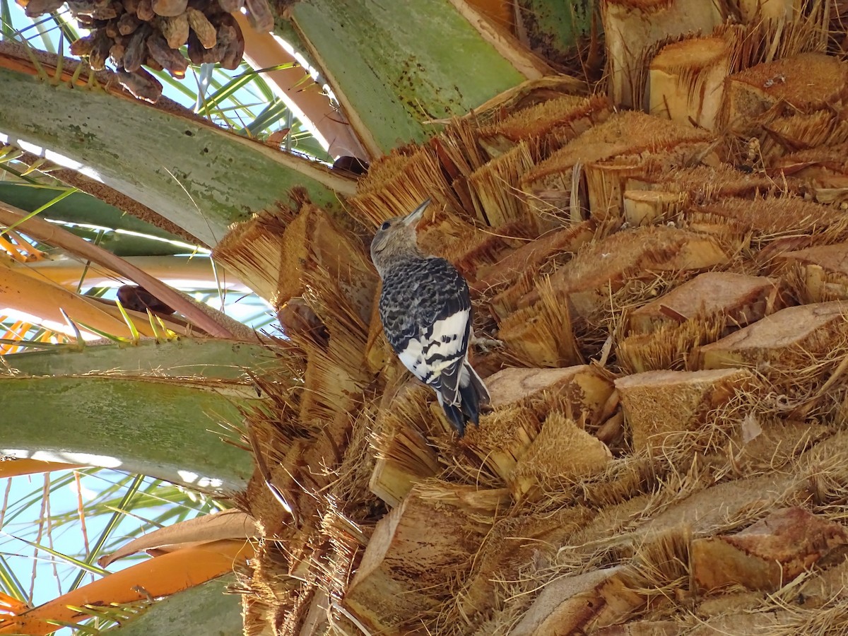 datel červenohlavý - ML644975786