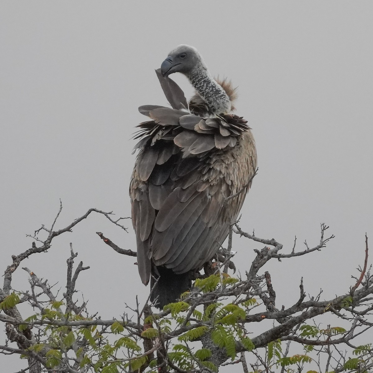 White-backed Vulture - ML644975799
