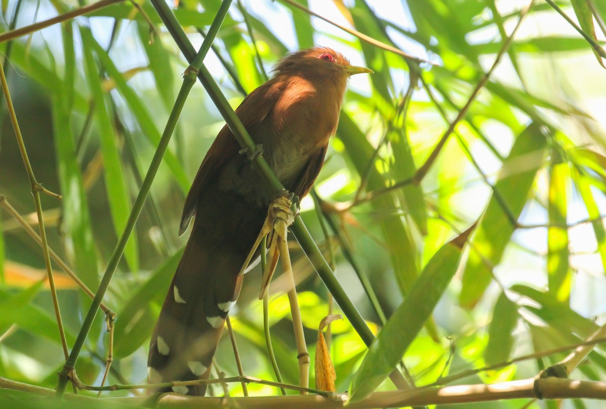 Little Cuckoo - ML644975817