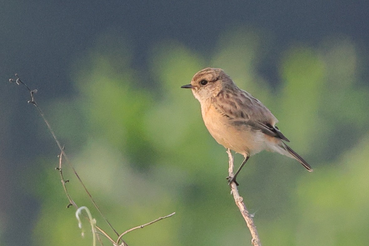Siberian Stonechat - ML644975818