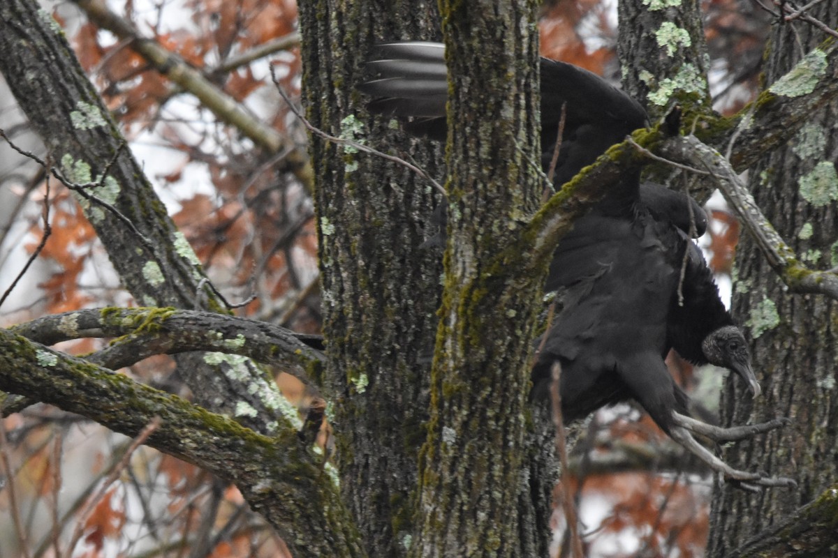 Black Vulture - ML644975819