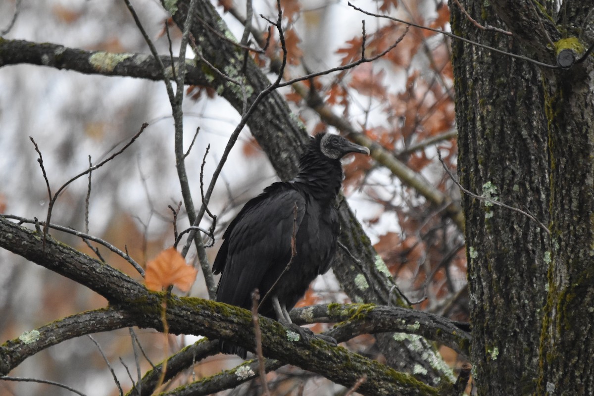 Black Vulture - ML644975820