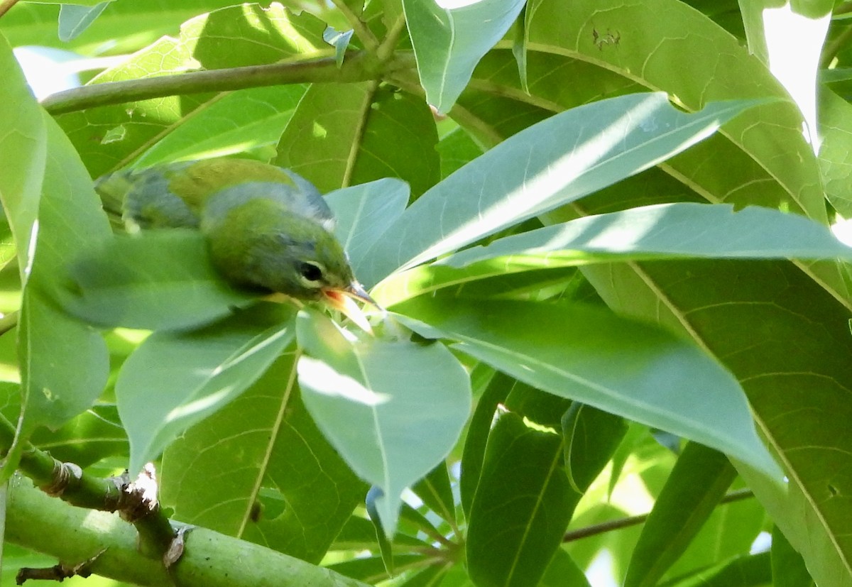 Northern Parula - ML644975821