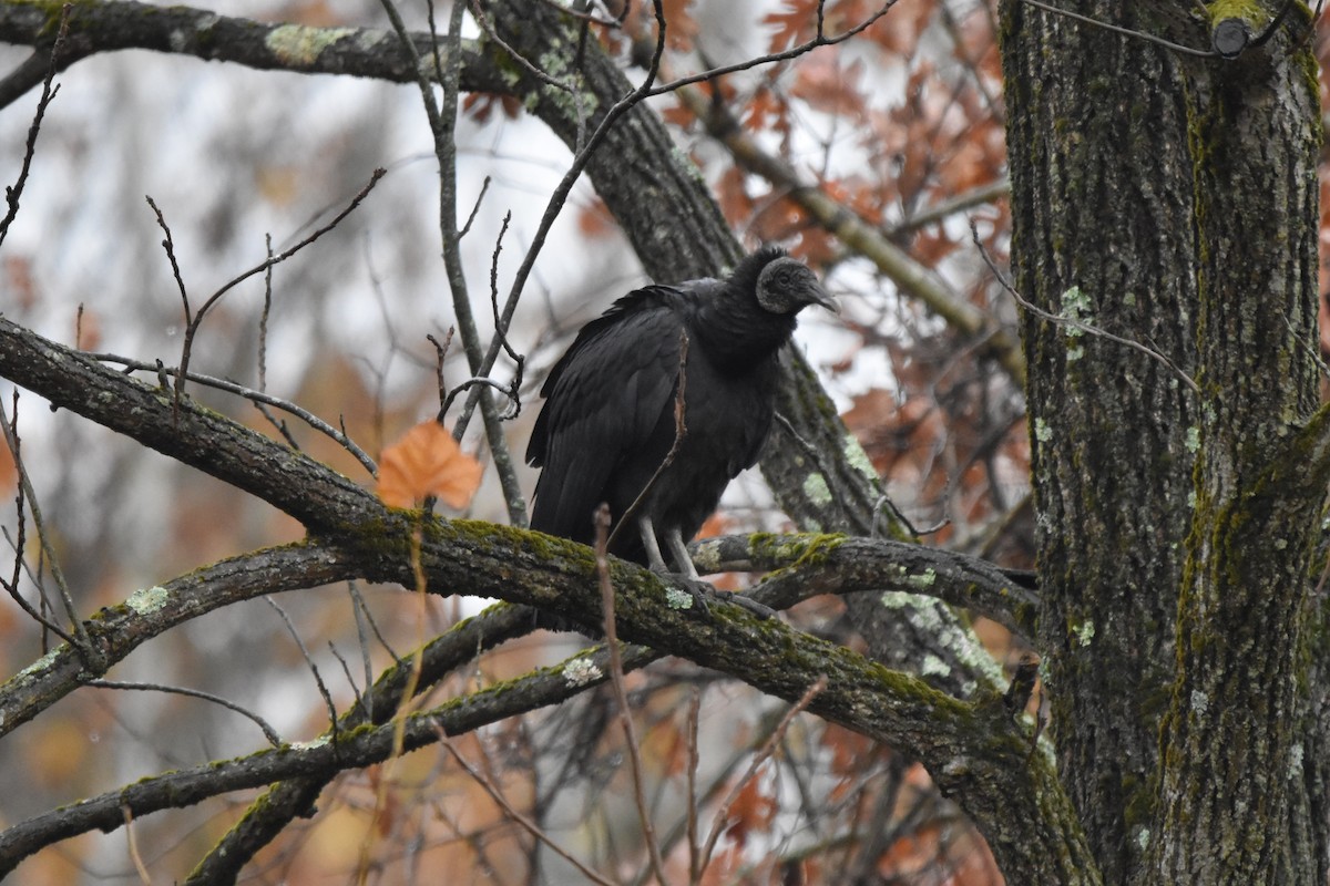 Black Vulture - ML644975822