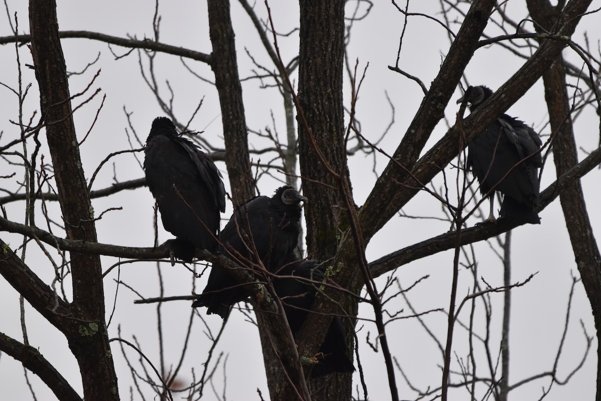 Black Vulture - ML644975825
