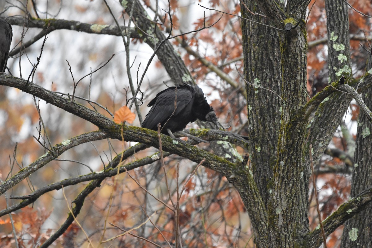Black Vulture - ML644975826