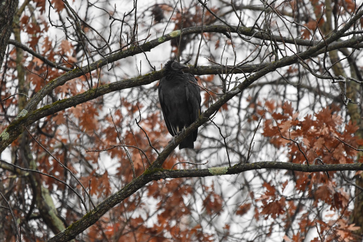 Black Vulture - ML644975827