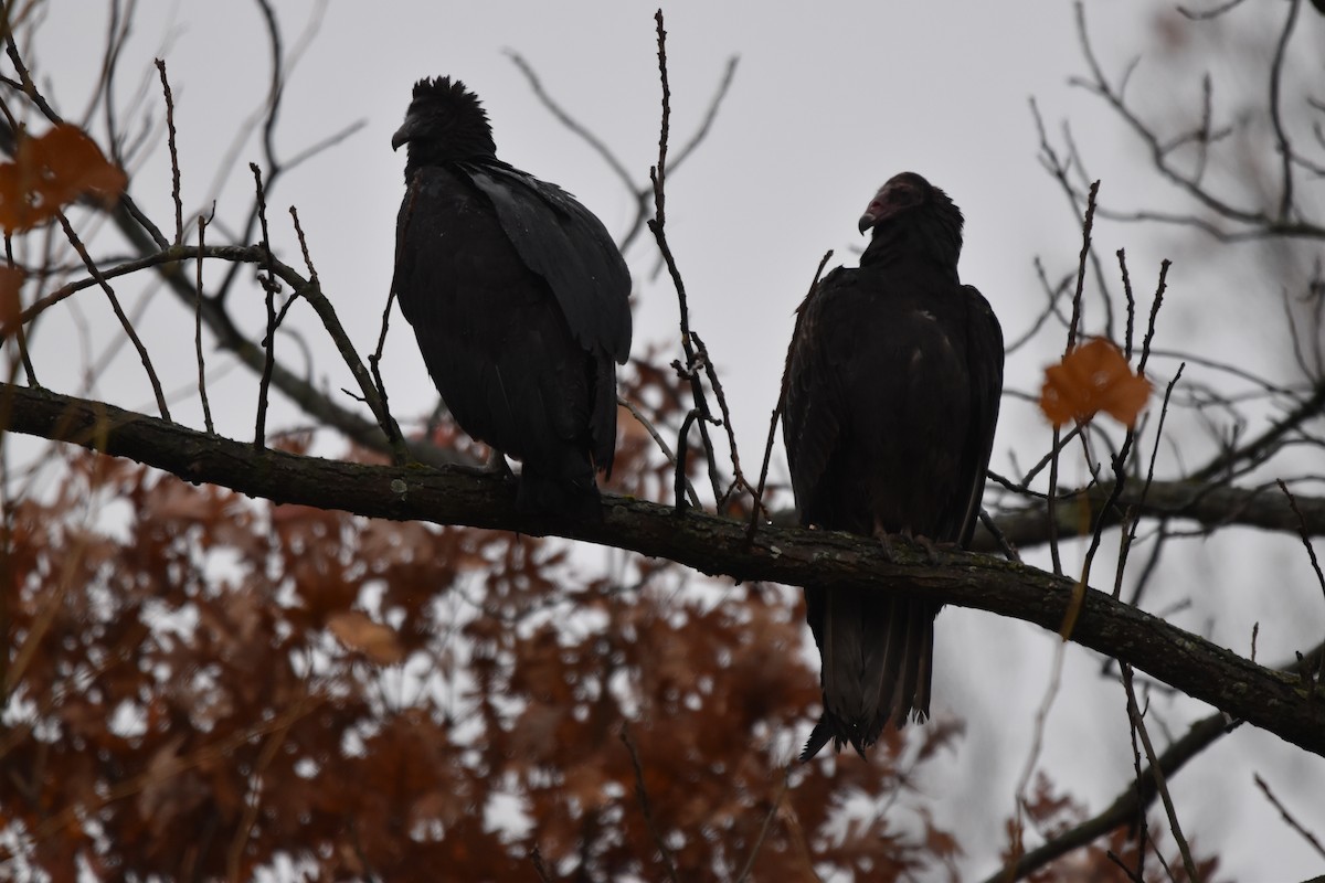 Black Vulture - ML644975828