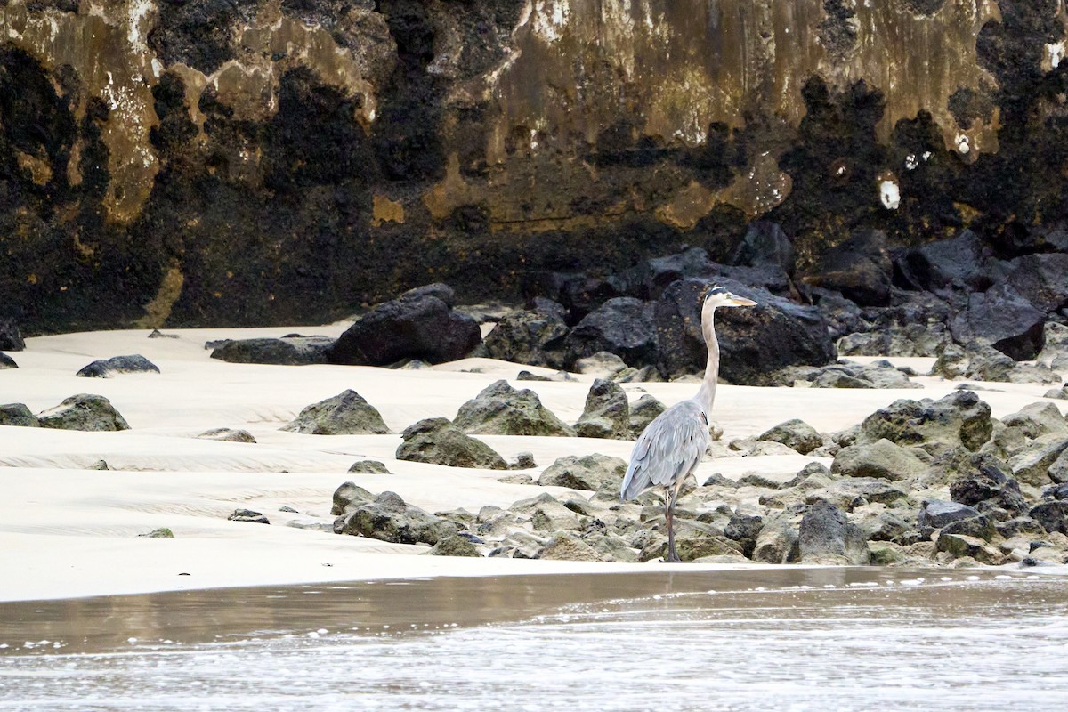 Great Blue Heron - ML644975837