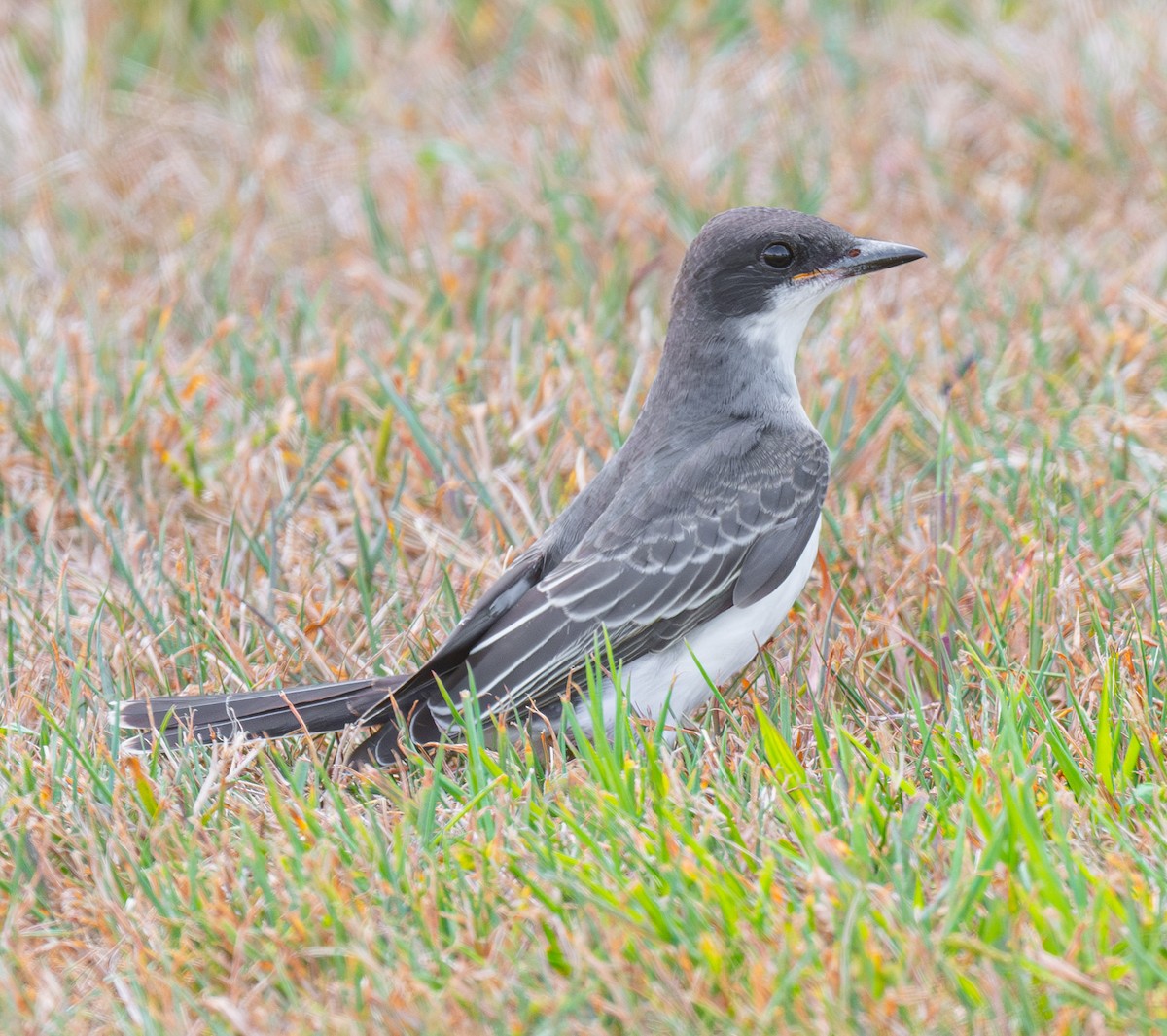 Tirano Oriental - ML644975851