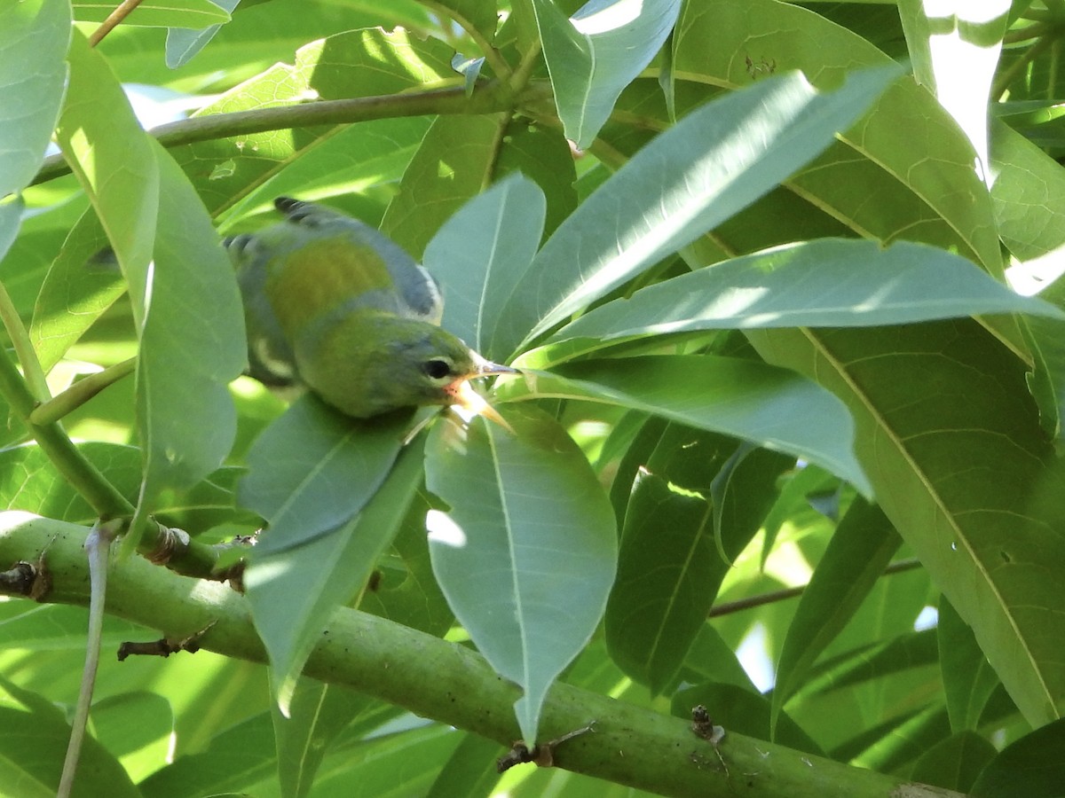 Northern Parula - ML644975855