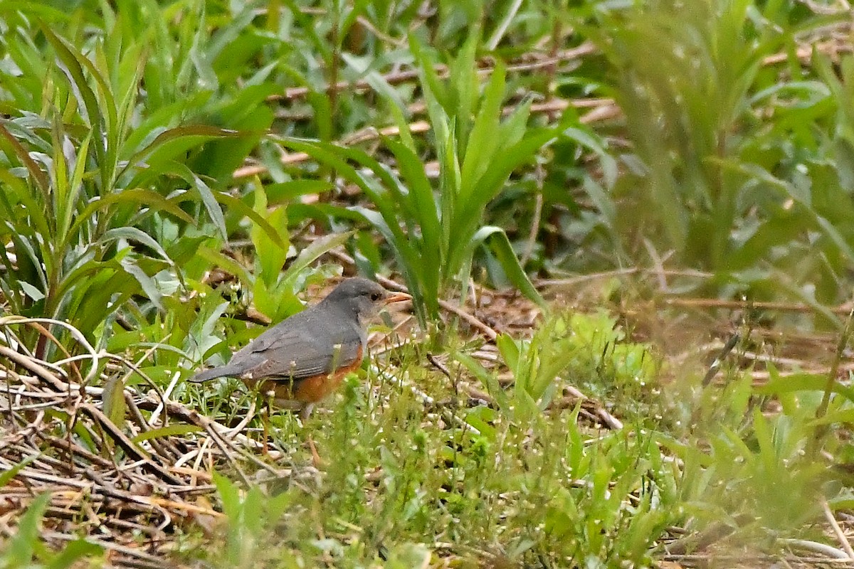 Gray-backed Thrush - ML644975862