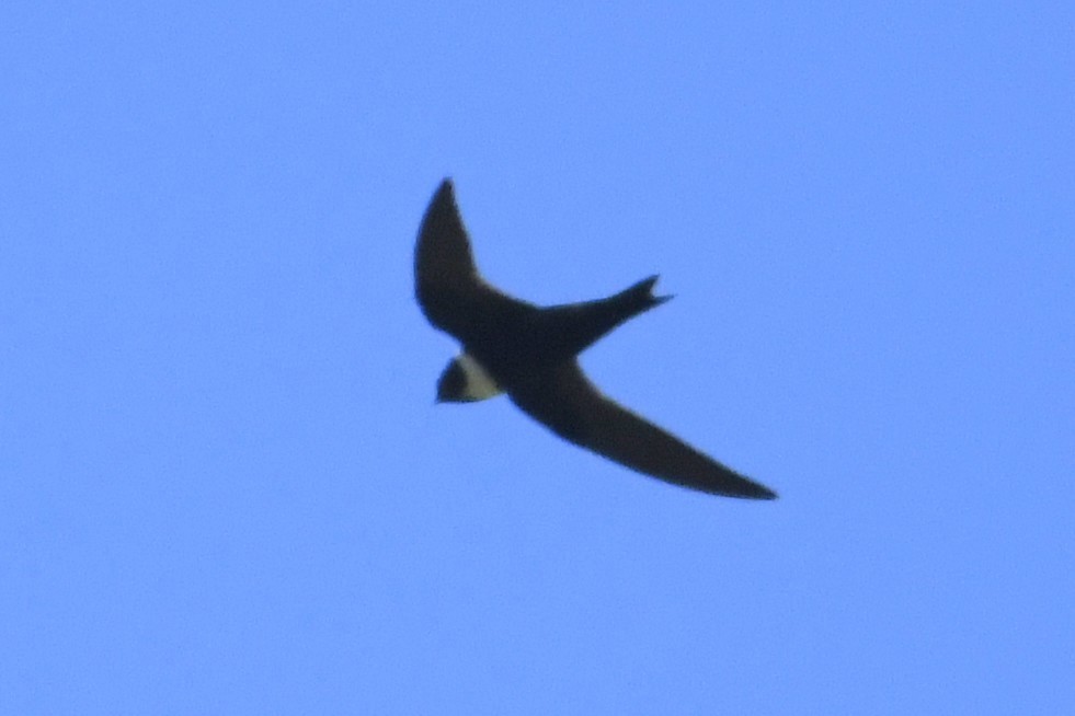 Vencejo Acollarado - ML644975900