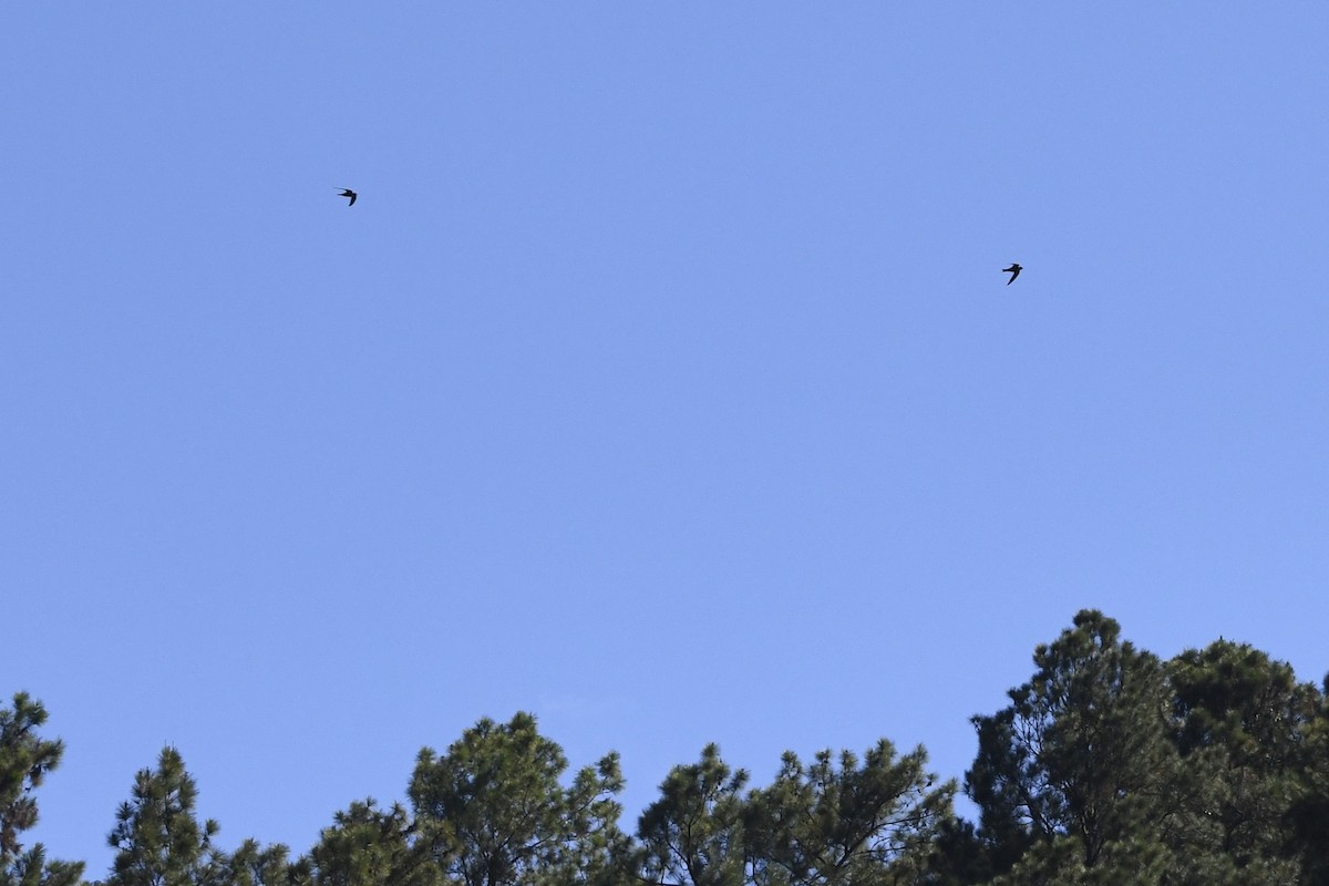 Vencejo Acollarado - ML644975901