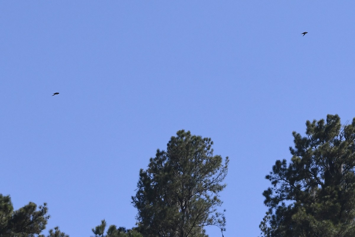 Vencejo Acollarado - ML644975902