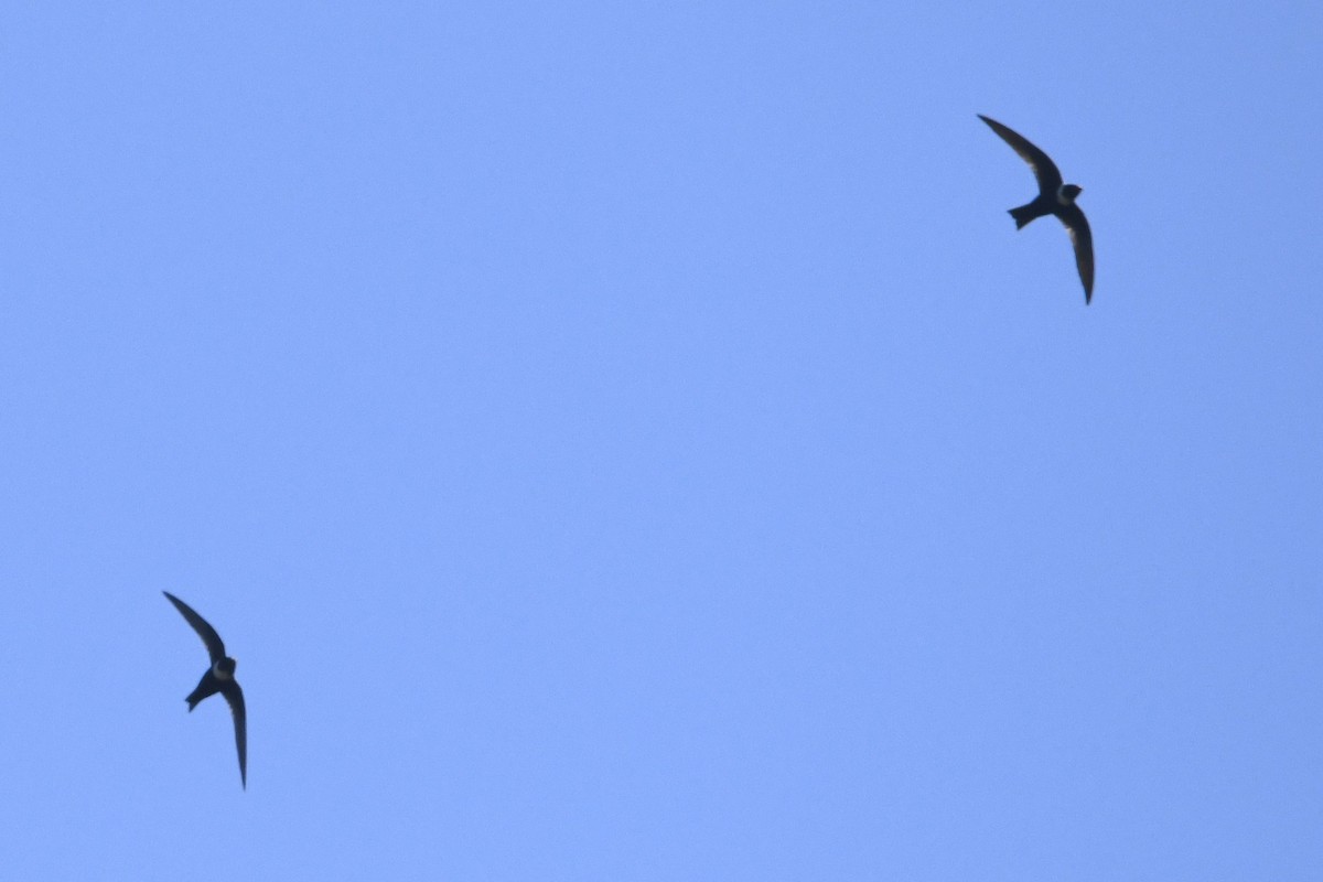 Vencejo Acollarado - ML644975903