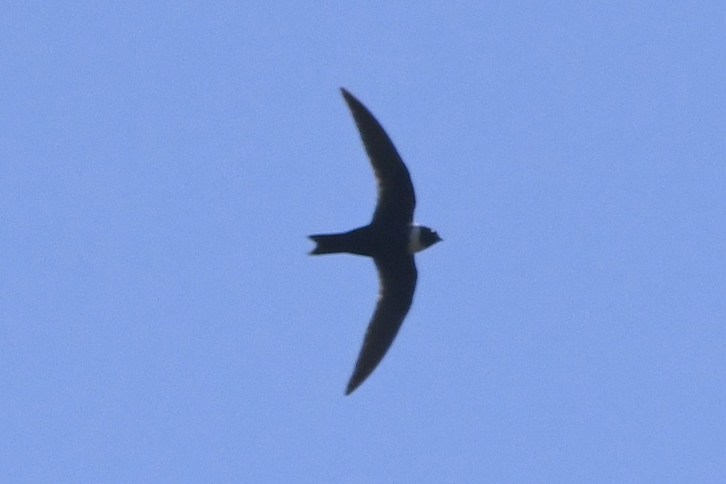 Vencejo Acollarado - ML644975904