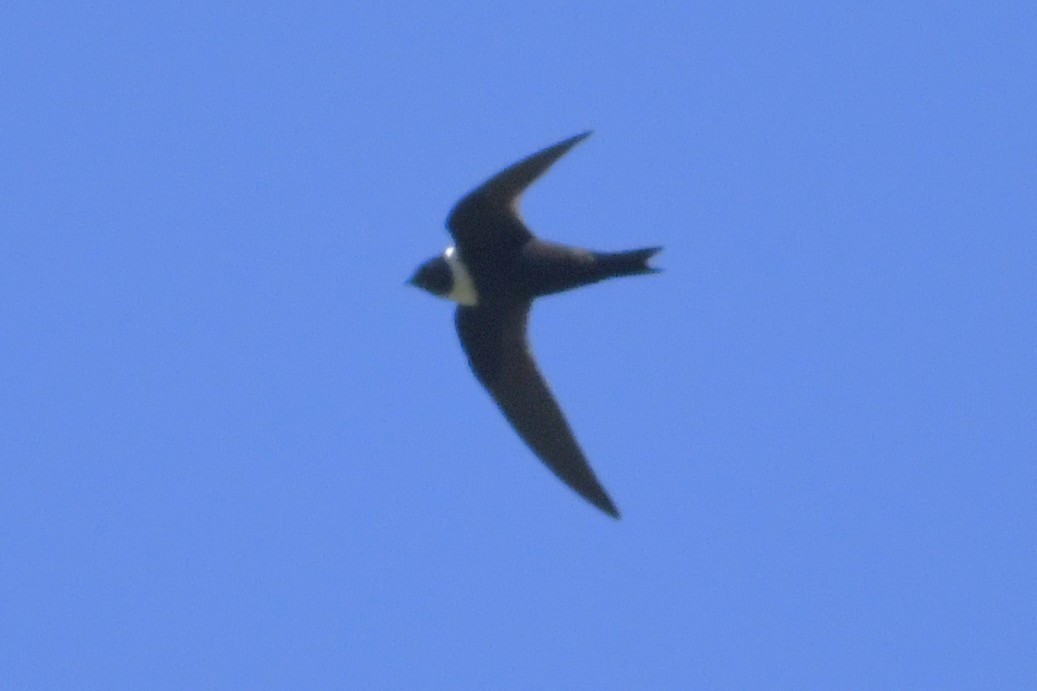 Vencejo Acollarado - ML644975905