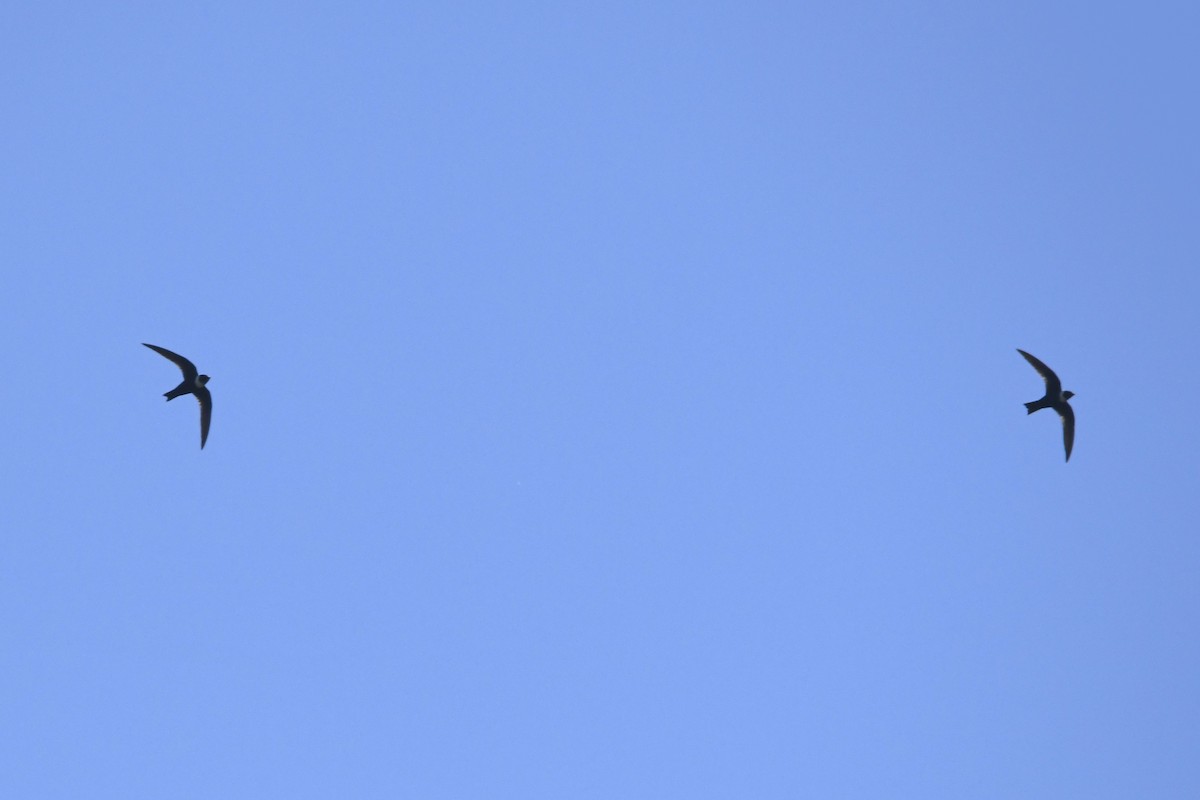 Vencejo Acollarado - ML644975906