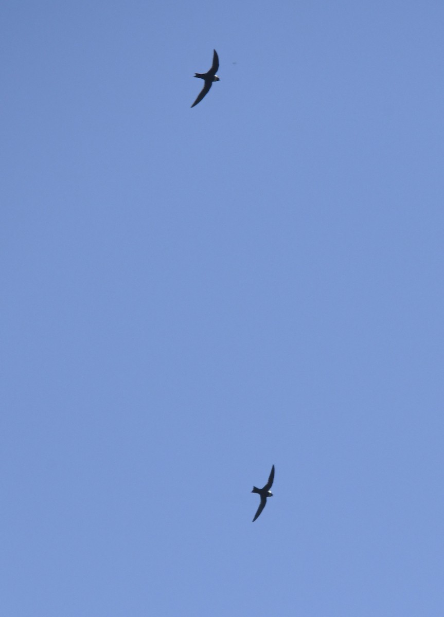 Vencejo Acollarado - ML644975907