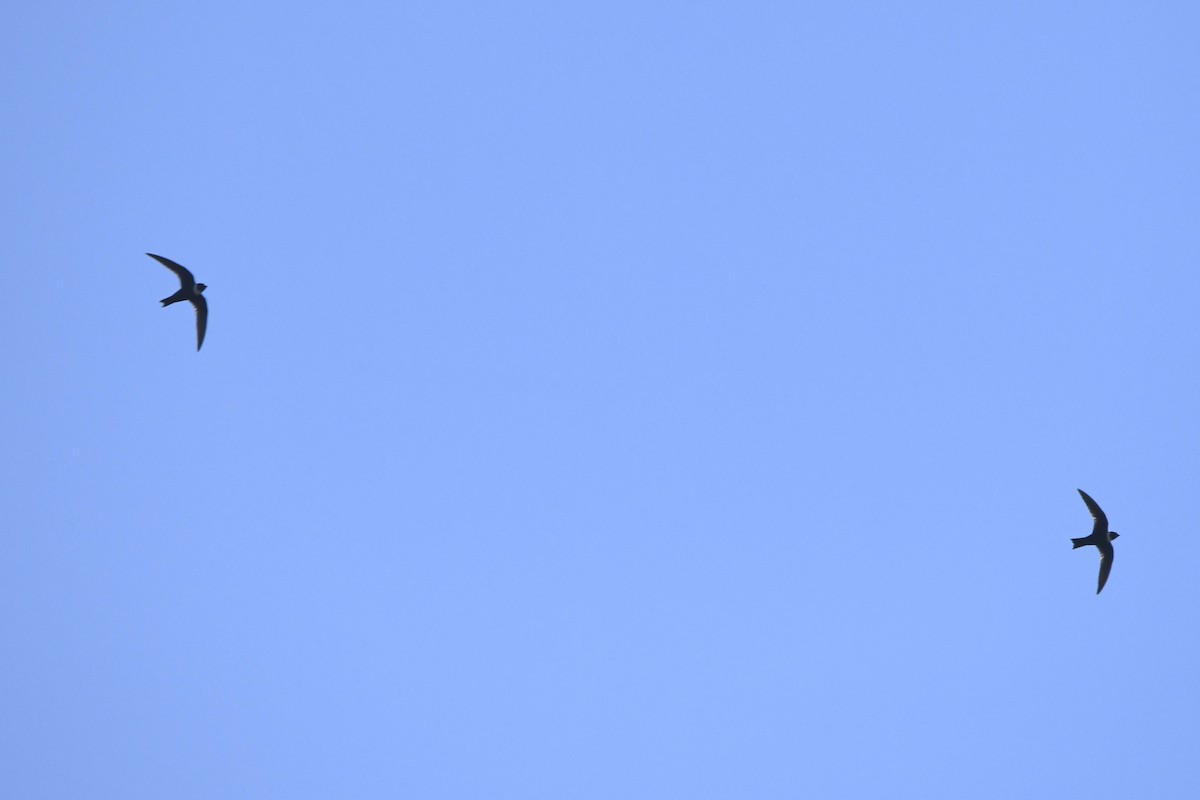 Vencejo Acollarado - ML644975908