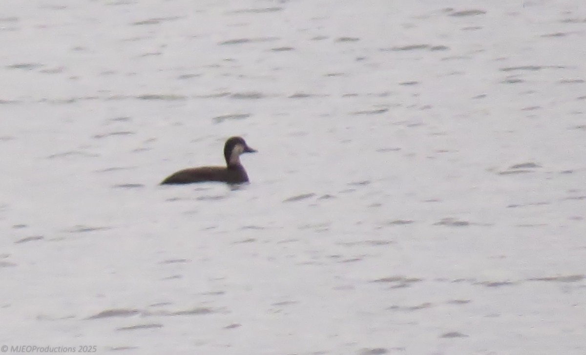 Black Scoter - ML644975936