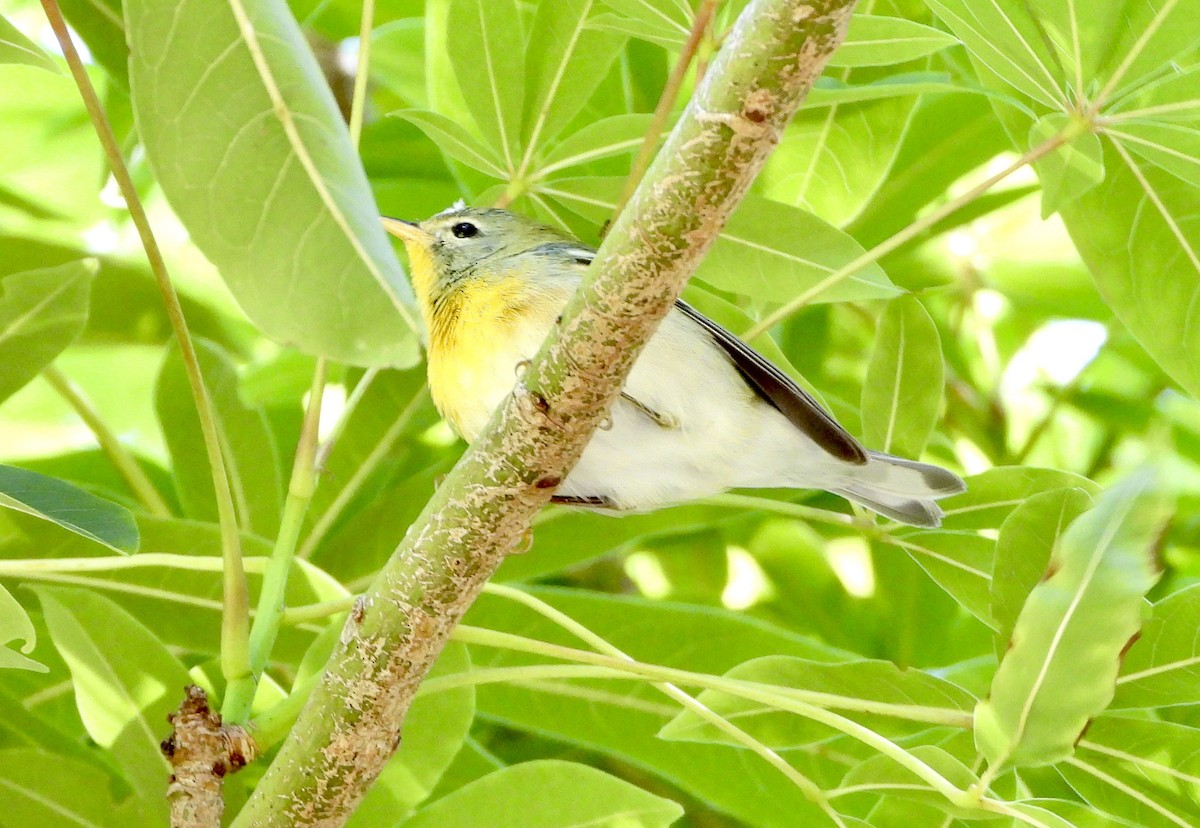 Northern Parula - ML644975939