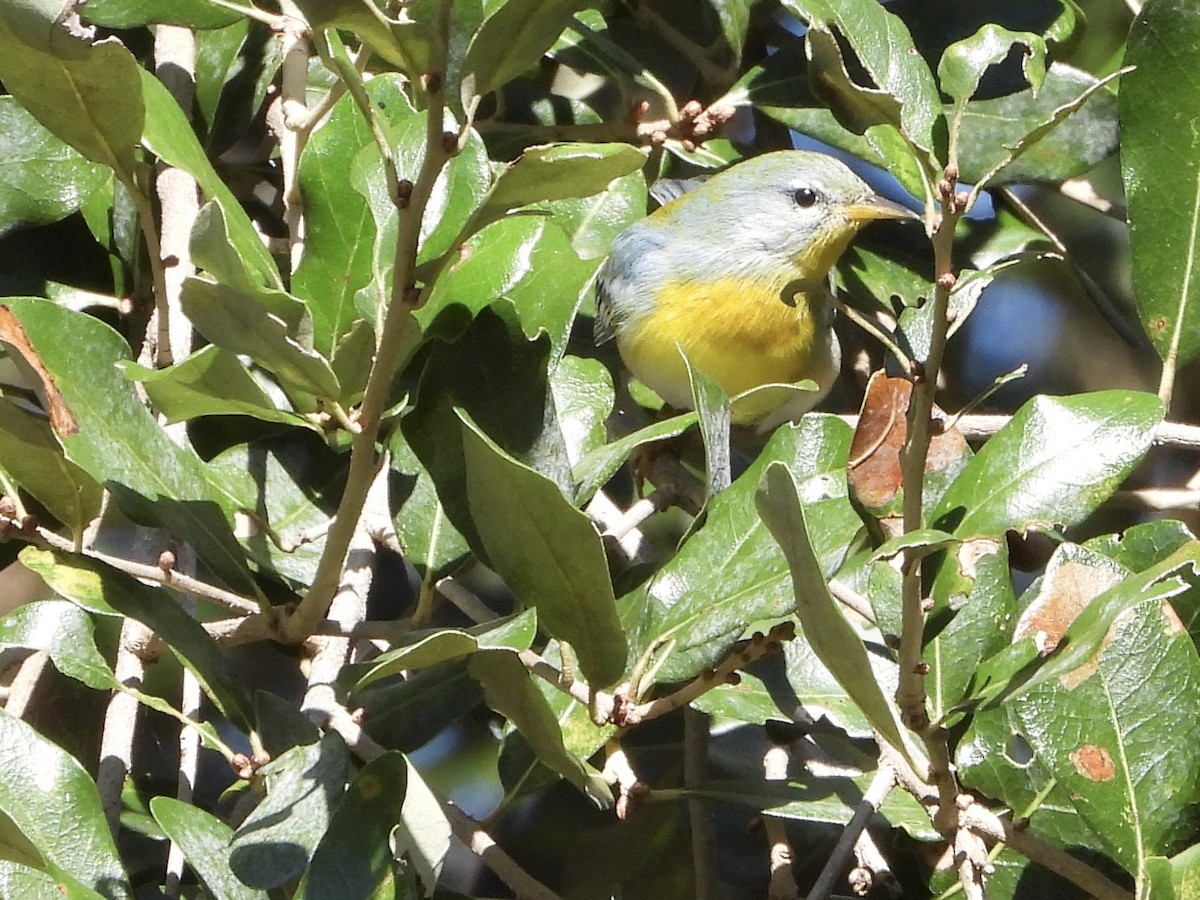 Northern Parula - ML644975941