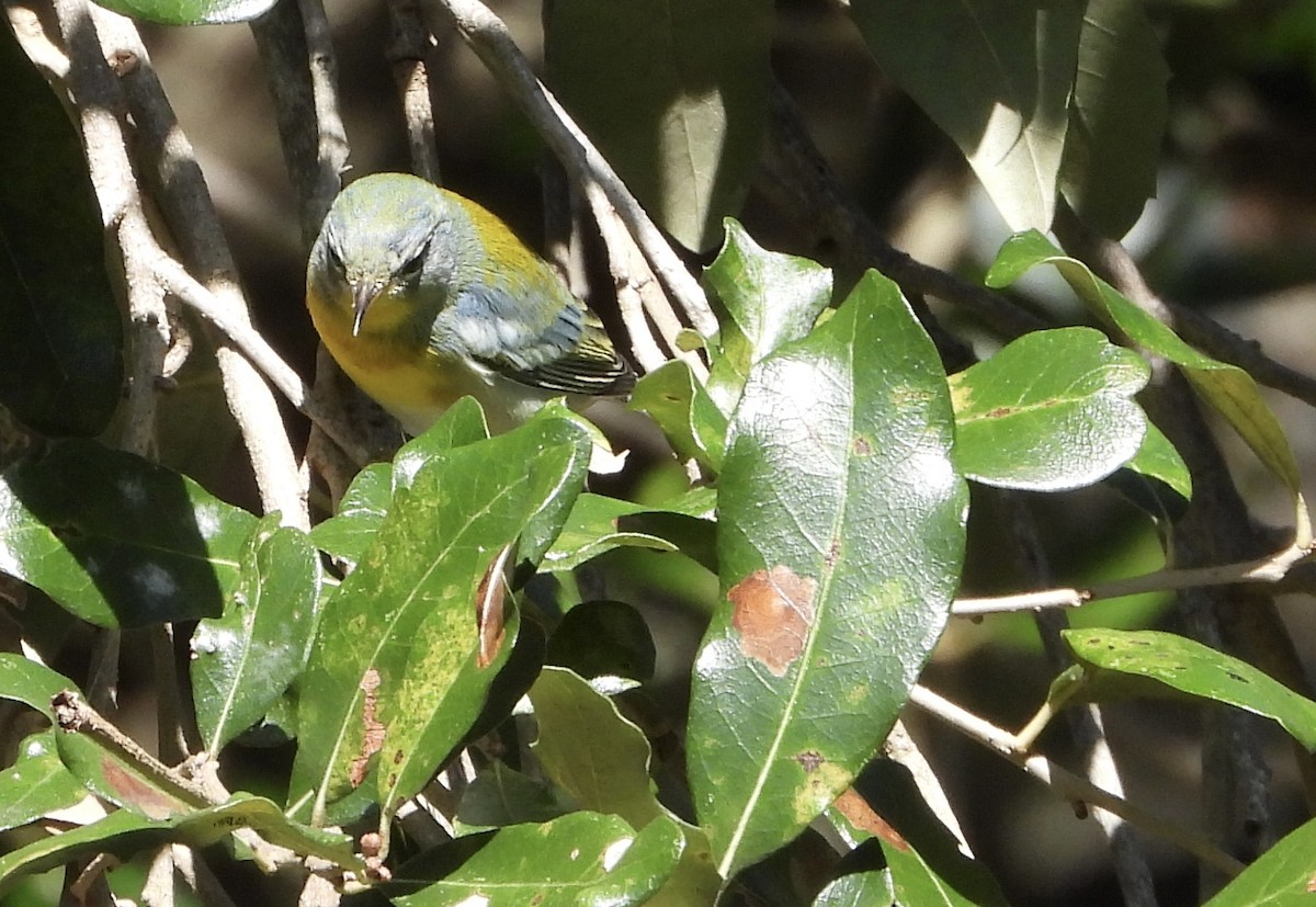 Northern Parula - ML644975942