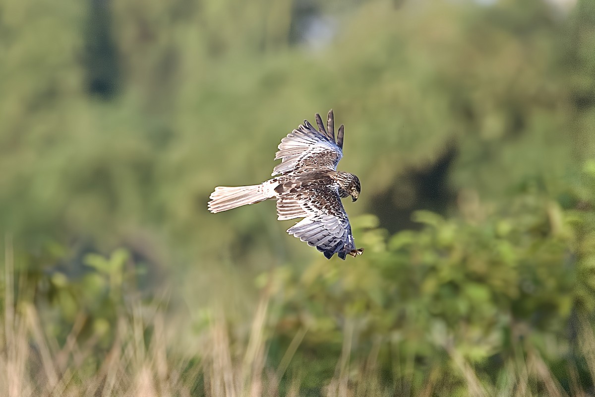 Eastern Marsh Harrier - ML644975972