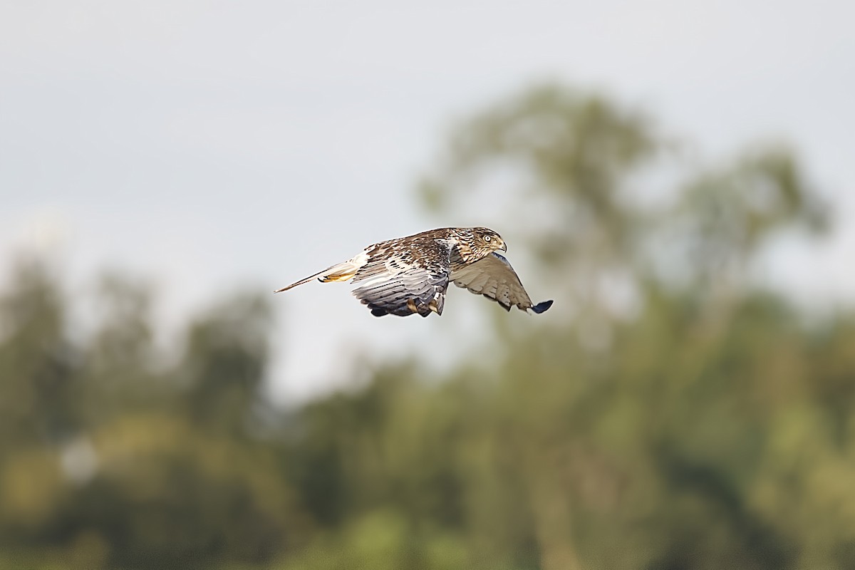 Eastern Marsh Harrier - ML644975973