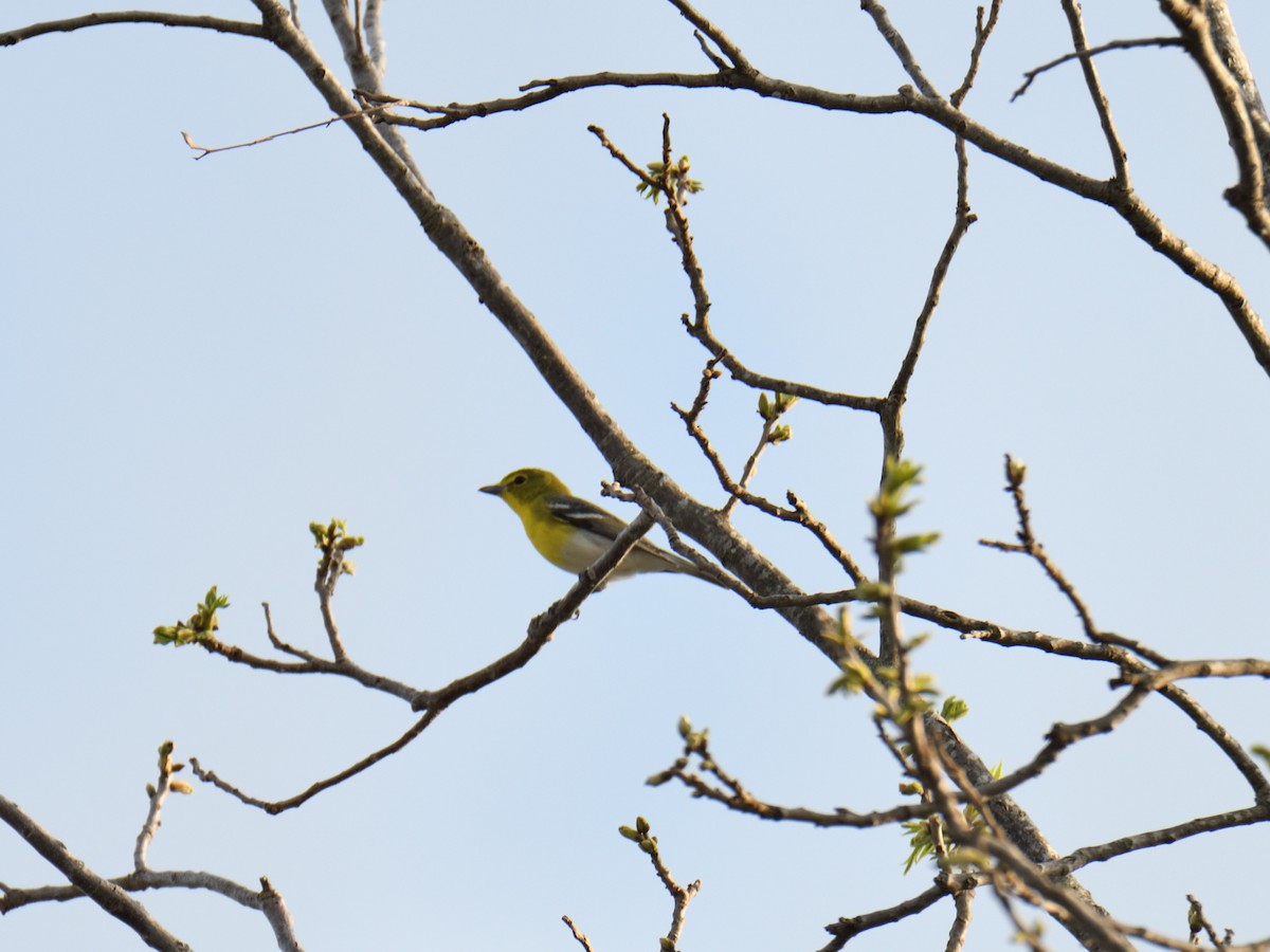 Yellow-throated Vireo - ML644975976