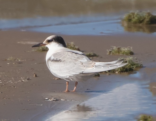 Sterna comune - ML644976000