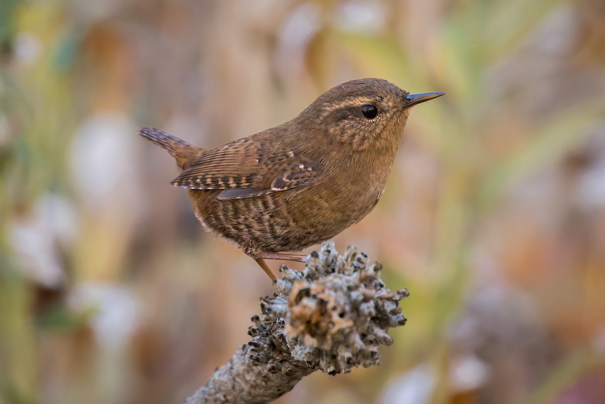 Pacific Wren - ML644976009