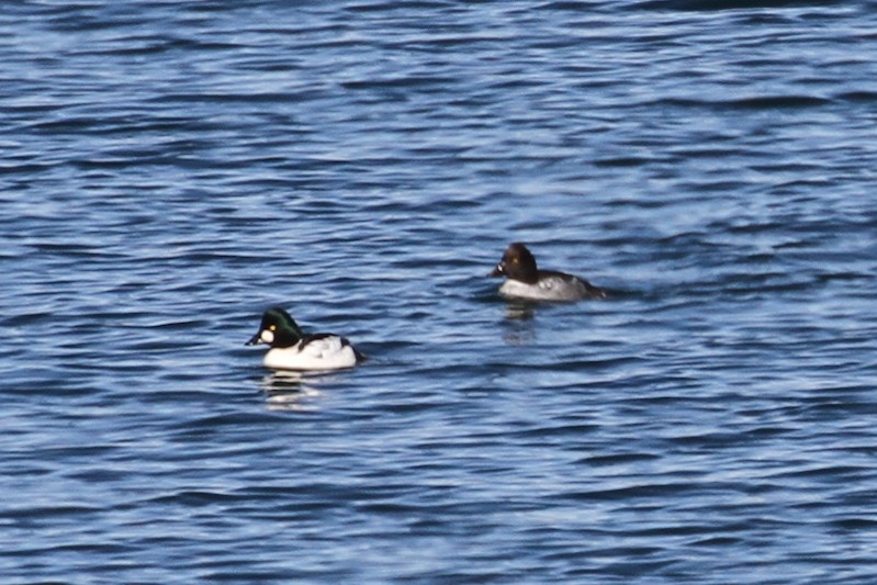 Common Goldeneye - ML644976026