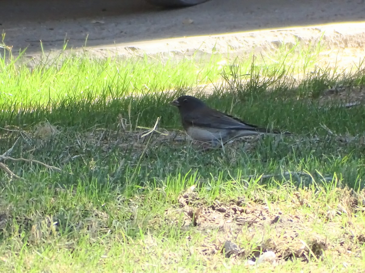 strnadec zimní (ssp. cismontanus) - ML644976027