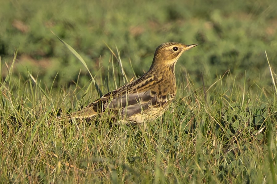 Red-throated Pipit - ML644976032