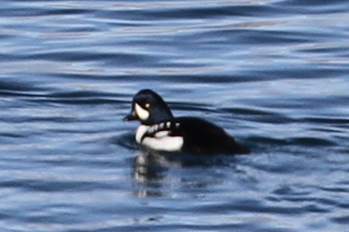 Barrow's Goldeneye - ML644976033
