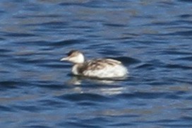 Horned Grebe - ML644976066