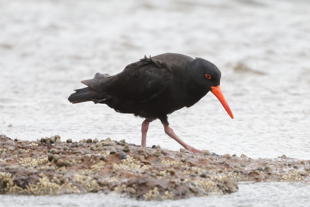 Sooty Oystercatcher - ML644976084
