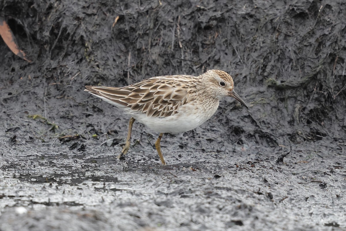 Sharp-tailed Sandpiper - ML644976086