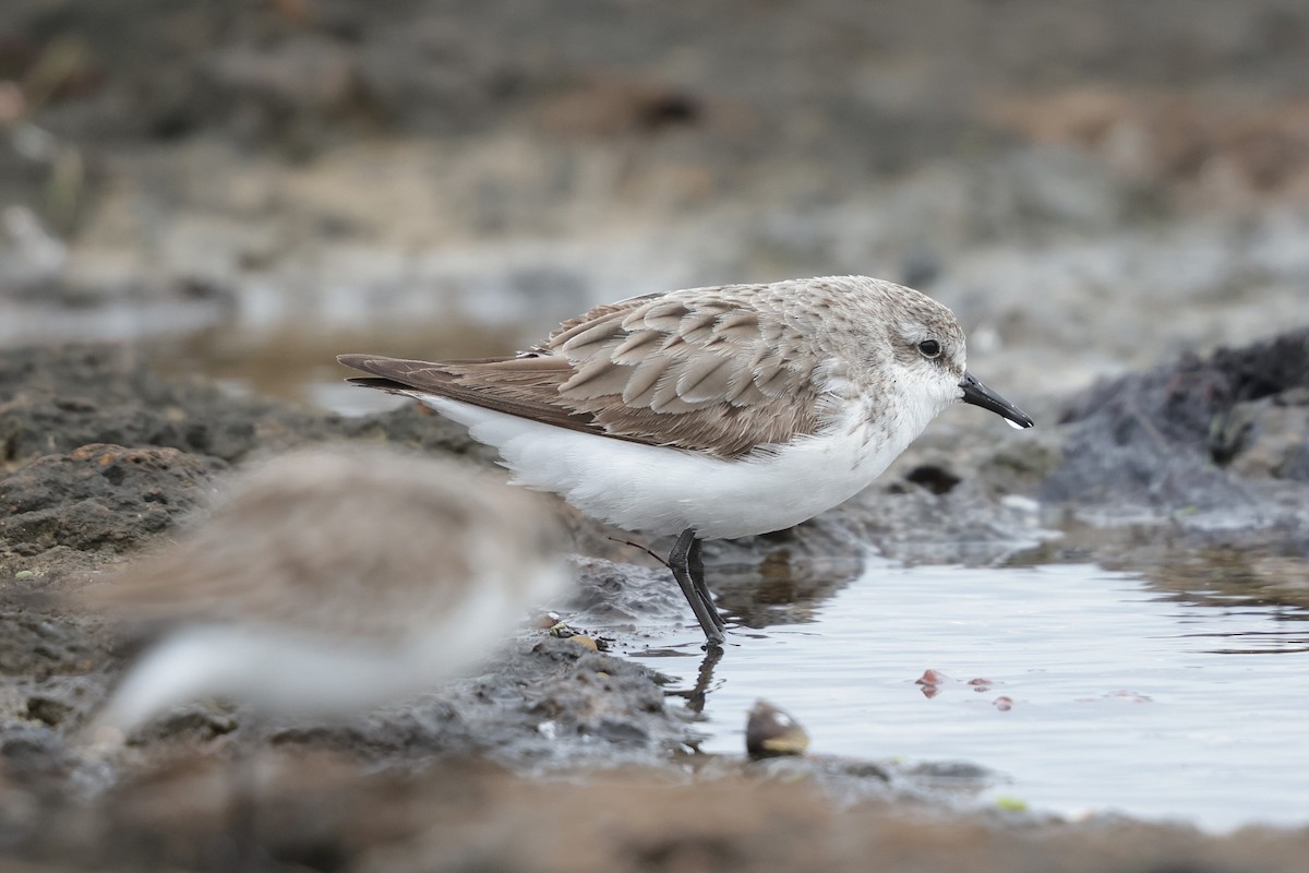Red-necked Stint - ML644976090