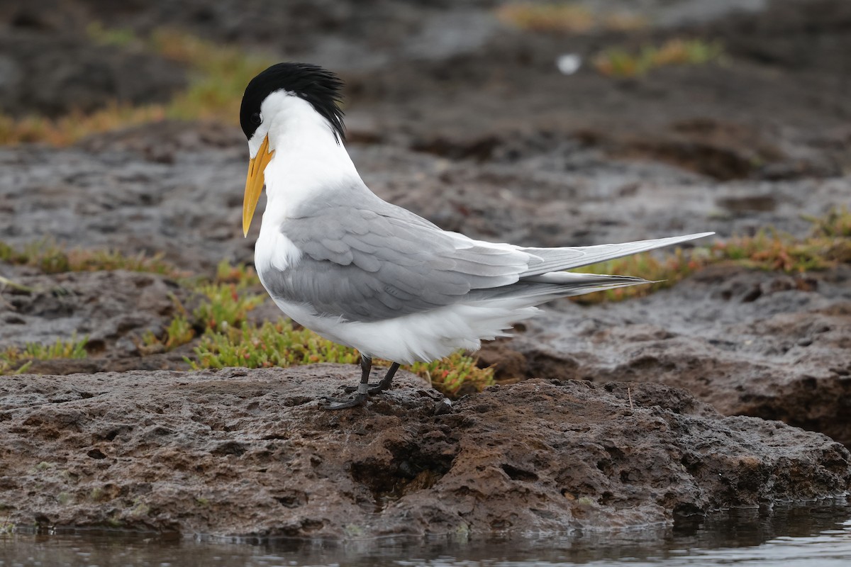 Great Crested Tern - ML644976098