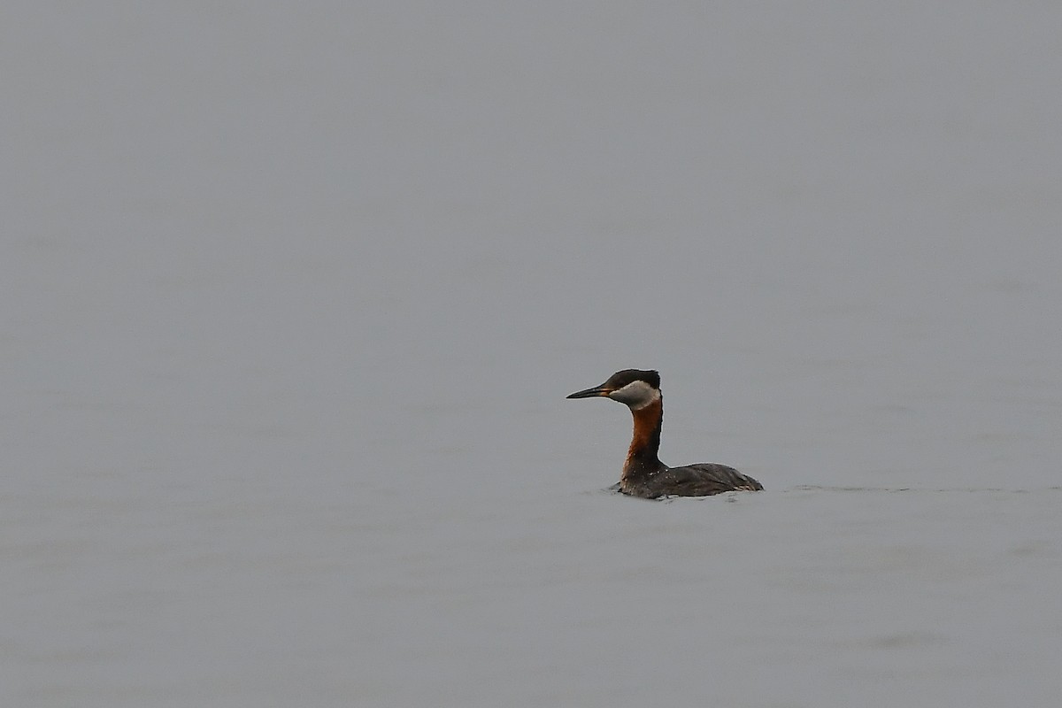 Red-necked Grebe - ML644976099